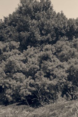 Doğada, Not alan sığ derinliği yeşil ağaç önünde kırmızı kabarık çalı