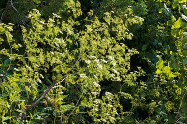 Beyaz çiçekli çalı bitkisi, sığ alan derinliğine dikkat et.