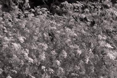 Bir tarlada yabani havuç, dikkat edin sığ alan derinliği