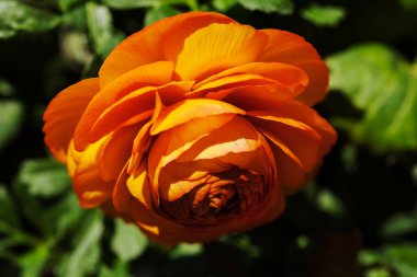 yeşil arkaplanda turuncu gül, alanın sığ derinliğine dikkat edin