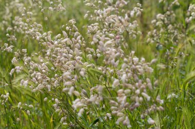 Karanfil familyasından bitkiler, derin alan derinliğine dikkat edin.
