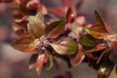 Sonbahar güllerinin tomurcuklu kırmızı ve yeşil yaprakları, sığ alan derinliğine dikkat edin.
