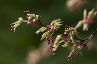 Yeşil yapraklı kırmızı tomurcuklar, sığ alan derinliğine dikkat edin.