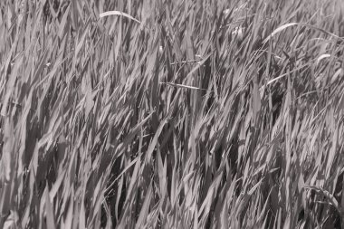 Baharda uzun yeşil çimenler, sığ alan derinliğine dikkat edin.