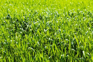 Baharda uzun yeşil çimenler, sığ alan derinliğine dikkat edin.