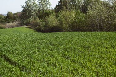 İlkbaharda, Not alan sığ derinliği yeşil çimen