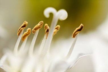 Pistil ve stamensli beyaz bir çiçeğin soyut görünüşü, yüzeysel alan derinliğine dikkat edin.