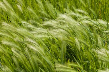 Hordeum Murinum rüzgarın esintisi altında, derin alan derinliğine dikkat edin.