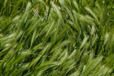 Hordeum Murinum rüzgarın esintisi altında, derin alan derinliğine dikkat edin.