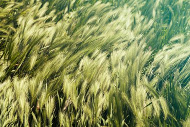 Hordeum Murinum rüzgarın esintisi altında, derin alan derinliğine dikkat edin.