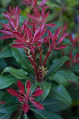 unusual red flowers  with green leaves, note shallow depth of field