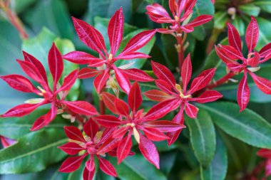 unusual red flowers  with green leaves, note shallow depth of field