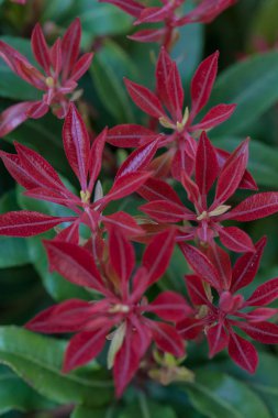 unusual red flowers  with green leaves, note shallow depth of field
