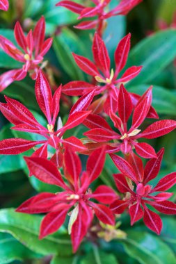 unusual red flowers  with green leaves, note shallow depth of field