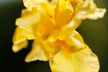 Koyu arkaplanda sarı iris çiçeği, tarlanın sığ derinliğine dikkat edin.