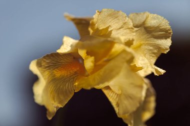 Koyu arkaplanda sarı iris çiçeği, tarlanın sığ derinliğine dikkat edin.