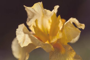 Koyu arkaplanda sarı iris çiçeği, tarlanın sığ derinliğine dikkat edin.