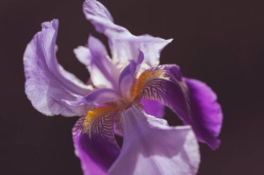 Koyu arkaplanda mor iris çiçeği, tarlanın sığ derinliğine dikkat edin.