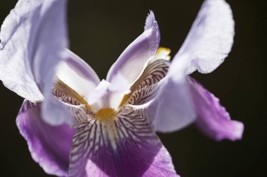 Koyu arkaplanda mor iris çiçeği, tarlanın sığ derinliğine dikkat edin.