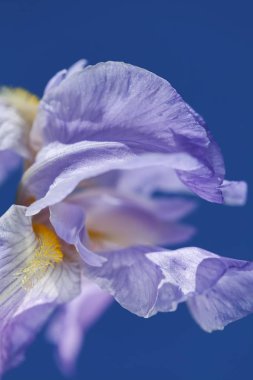 Mavi arkaplanda açık mor süsen çiçeği, alanın sığ derinliğine dikkat edin.