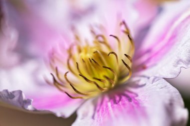 Açık çiçek klemati nazik renkler, derin alan derinliğine dikkat edin.