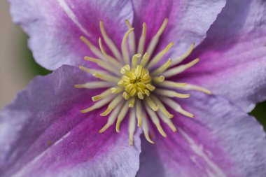 Sarı kamışlı güzel pembe çiçek, sığ tarlanın derinliğine dikkat et.