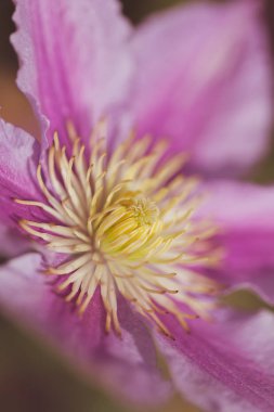 Sarı kamışlı güzel pembe çiçek, sığ tarlanın derinliğine dikkat et.