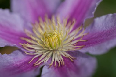 Sarı kamışlı güzel pembe çiçek, sığ tarlanın derinliğine dikkat et.