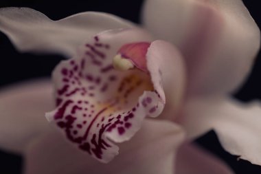 Çiçeğin içine odaklan. Beyaz orkideler, tarlanın sığ derinliğine dikkat et.