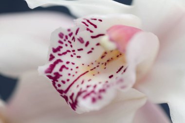 Çiçeğin içine odaklan. Beyaz orkideler, tarlanın sığ derinliğine dikkat et.