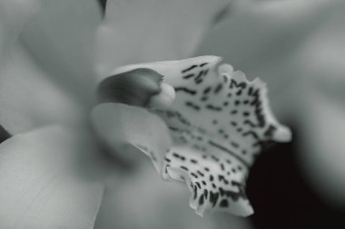 Çiçeğin içine odaklan. Beyaz orkideler, tarlanın sığ derinliğine dikkat et.