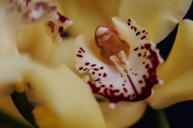 Siyah arkaplanda kırmızı ayrıntı olan sarı orkideler, alanın sığ derinliğine dikkat edin