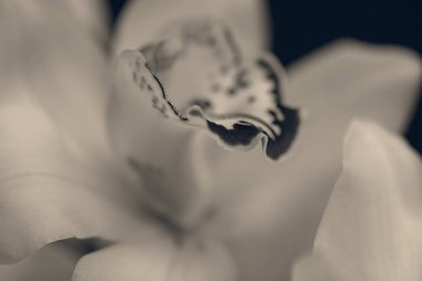 Koyu arkaplanda kırmızı aksanlı beyaz orkideler, alanın sığ derinliğine dikkat edin