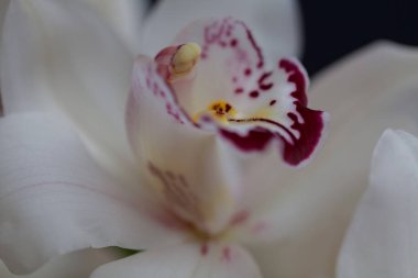 Koyu arkaplanda kırmızı aksanlı beyaz orkideler, alanın sığ derinliğine dikkat edin