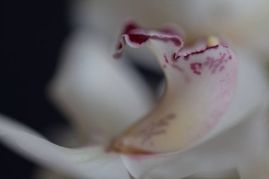 Koyu arkaplanda kırmızı aksanlı beyaz orkideler, alanın sığ derinliğine dikkat edin