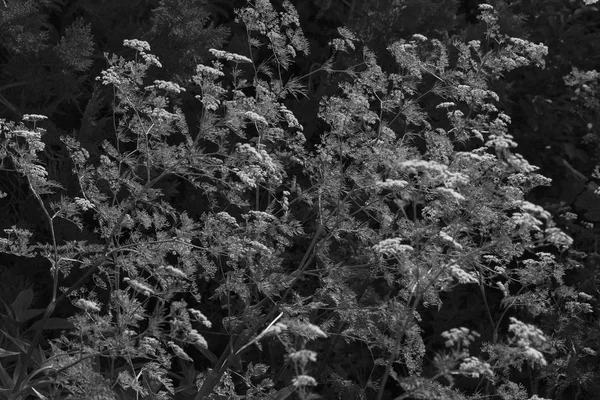 Кустарниковое Растение Белыми Цветами Природе Обратите Внимание Поверхностную Глубину Поля — стоковое фото