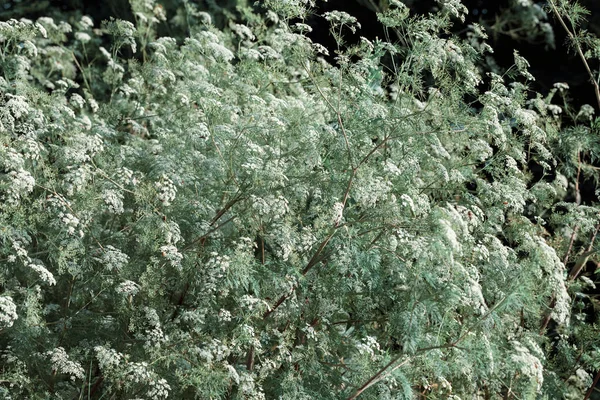 Plant Wilde Wortel Een Veld Opmerking Ondiepe Diepte Van Het — Stockfoto