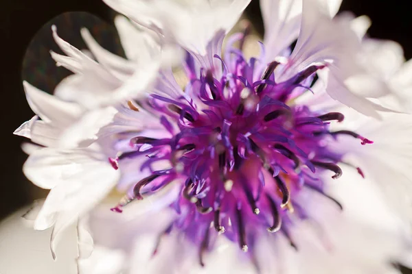 Hermosa Flor Blanca Con Interior Púrpura Nota Poca Profundidad Campo — Foto de Stock
