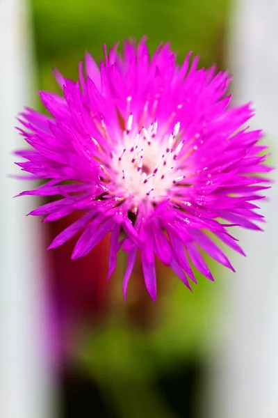 Inusual Flor Rosa Fondo Borroso Nota Poca Profundidad Campo — Foto de Stock