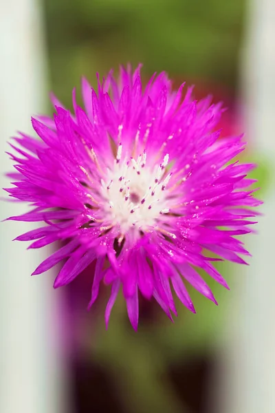 Inusual Flor Rosa Fondo Borroso Nota Poca Profundidad Campo — Foto de Stock