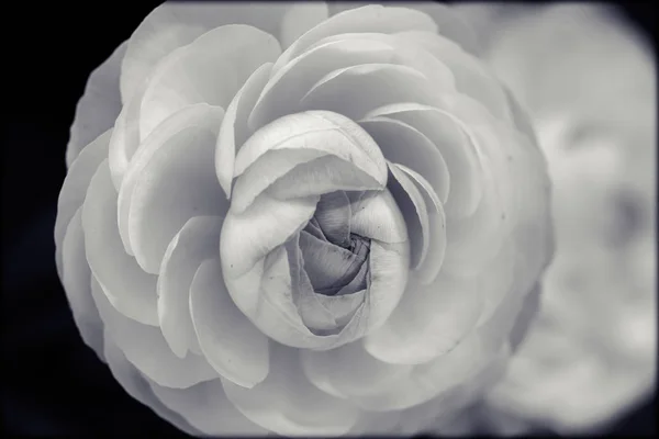 White Rose Focus Green Background Note Shallow Depth Field — 스톡 사진