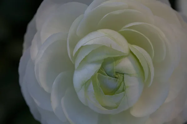 Weiße Rose Fokus Auf Dem Grünen Hintergrund Beachten Sie Die — Stockfoto