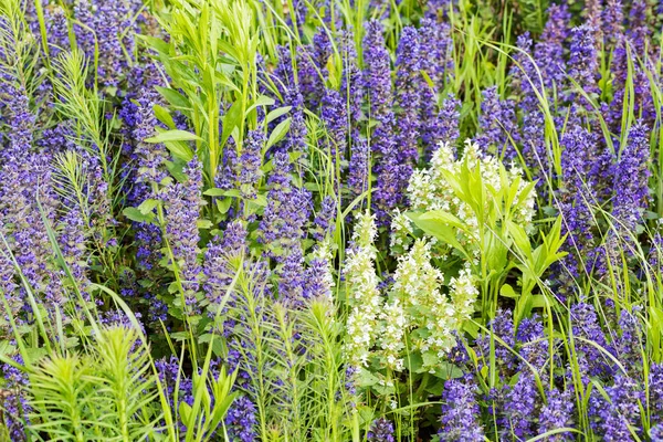 Sorters Blommor Ängen Obs Kort Skärpedjup — Stockfoto