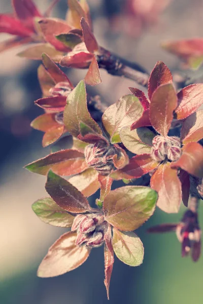 red and green foliage of autumn roses with buds, note shallow depth of field