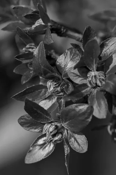 Rood Groen Blad Van Herfst Rozen Met Knoppen Noot Ondiepe — Stockfoto