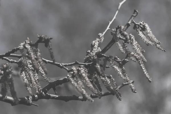 Branches Avec Fruits Secs Automne Note Faible Profondeur Champ — Photo