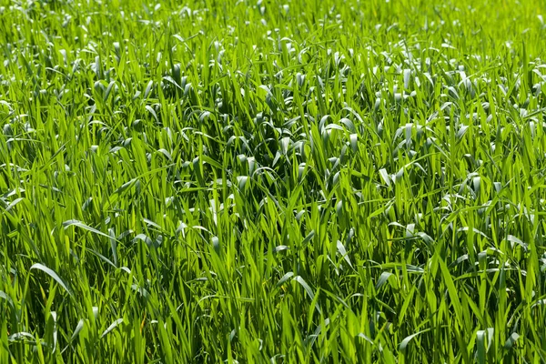 Hierba Verde Alto Primavera Nota Poca Profundidad Campo — Foto de Stock