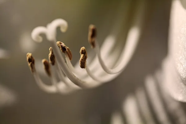 雌蕊と雄蕊のある白い花の抽象的な外観フィールドの浅い深さに注意してください — ストック写真