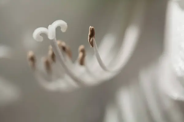 雌蕊と雄蕊のある白い花の抽象的な外観フィールドの浅い深さに注意してください — ストック写真