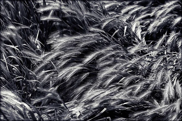 Hordeum Murinum Rüzgarın Esintisi Altında Derin Alan Derinliğine Dikkat Edin — Stok fotoğraf